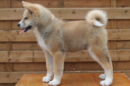 what does it mean to dream of a friendly akita dog