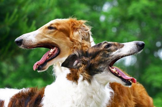 borzoi sable red picture
