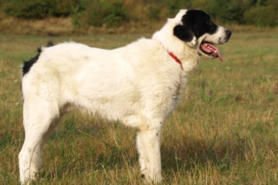 Bucovina Shepherd dog