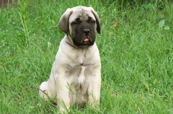 Bullmastiff Hund