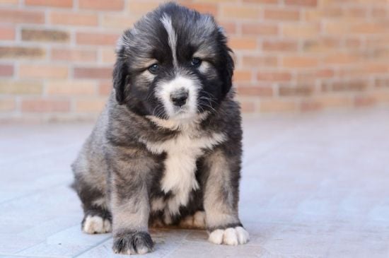 caucasian mountain dog gray puppy picture