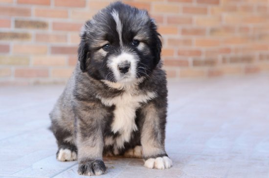 Caucasian Mountain Dog dog