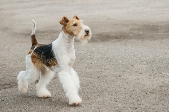 Fox Terrier dog