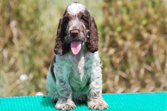 English Cocker Spaniel dog