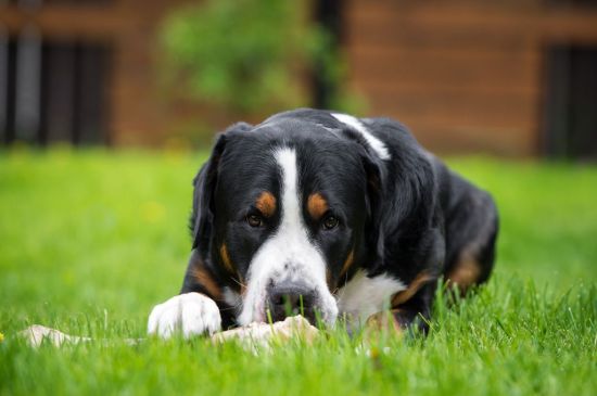 greater swiss mountain dog black and tan picture