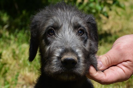 Irischer Wolfshund Hund