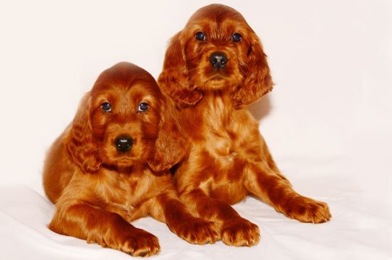 irish setter red puppies picture