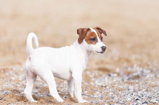 Jack-Russell-Terrier Hund