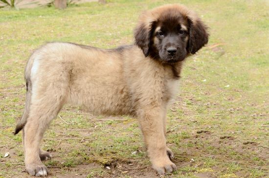 leonberger fawn puppy picture
