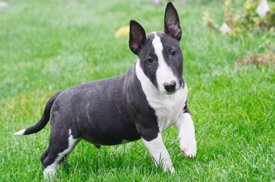 Miniature Bullterrier dog