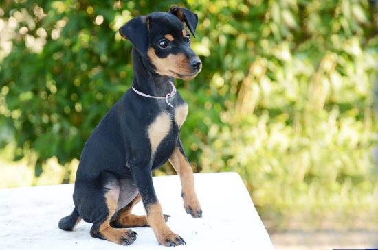 Pinscher Miniatura perro