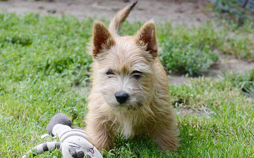 what are the congenital diseases in a norwich terrier puppy