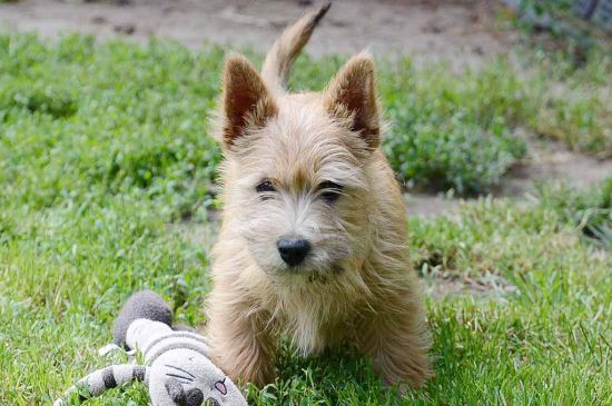 Terrier de Norwich perro