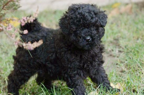 puli black puppy picture