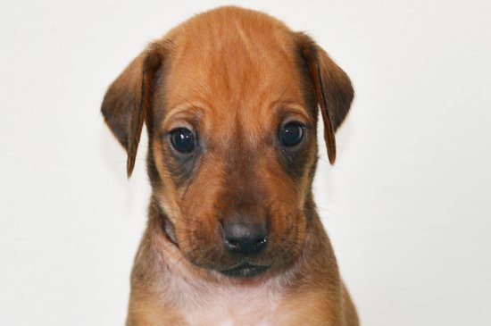 Rhodesian Ridgeback dog