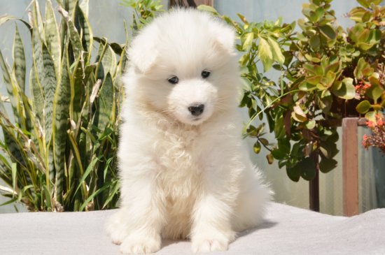 Samoyed dog