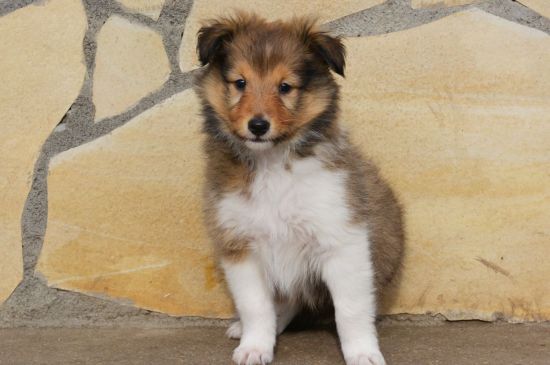 shetland sheepdog tri-color puppy picture