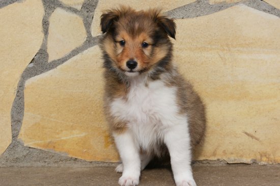 Sheltie Hund