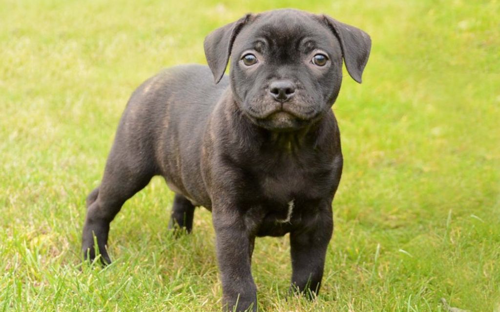 staffordshire bull terrier brindle puppy picture