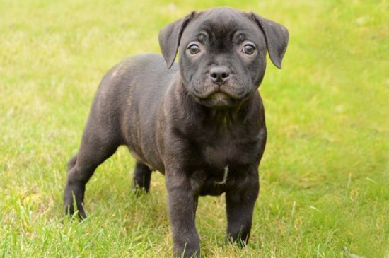 Staffordshire Bull Terrier perro