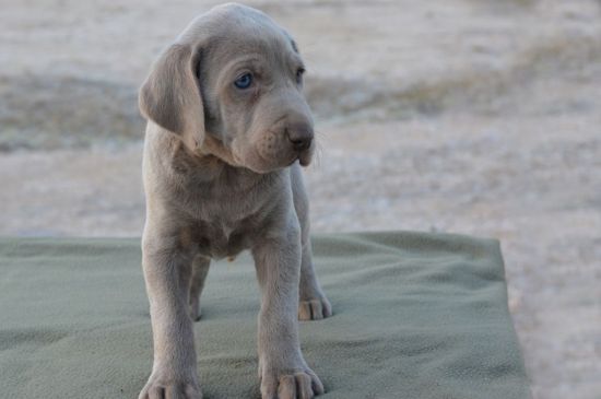 weimaraner grey puppy picture