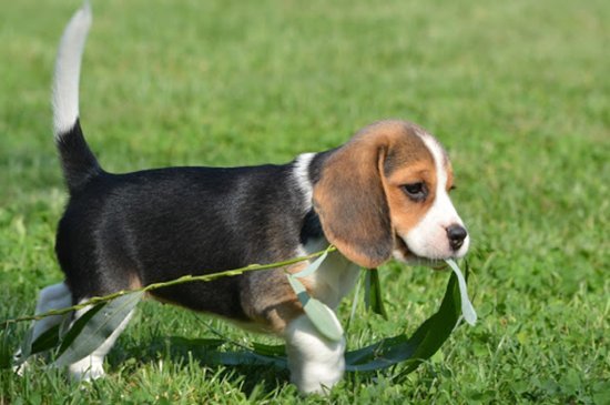 Beagle Hund