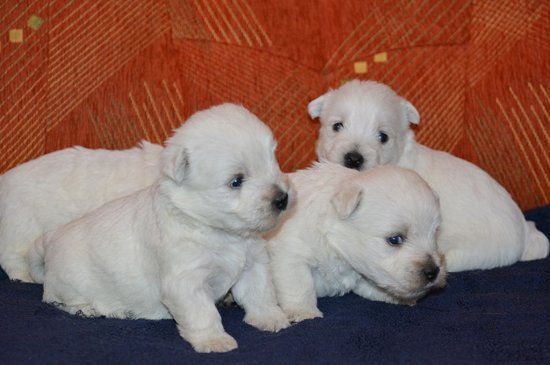 West Highland White Terrier dog