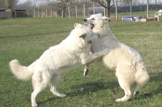 White Swiss Shepherd Dog dog