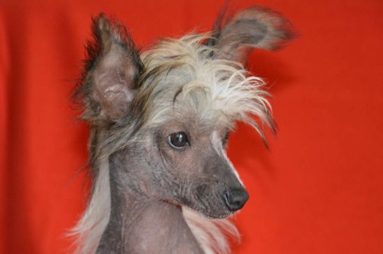 chinese crested black picture