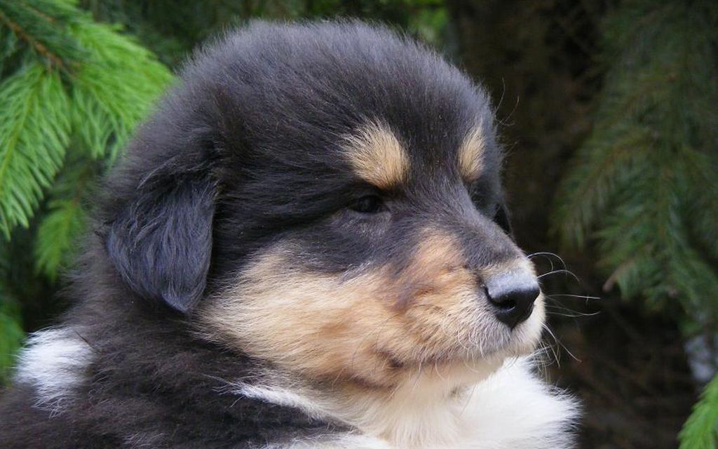 collie black white & tan puppy picture