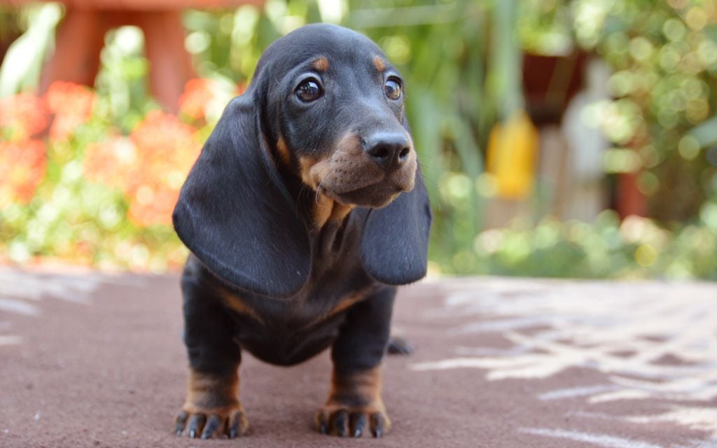 dachshund black & tan puppy picture