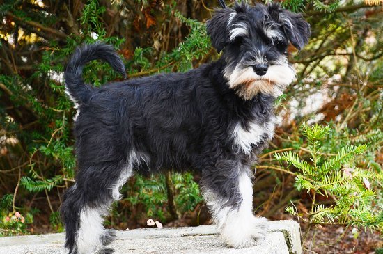 Schnauzer Miniatura perro