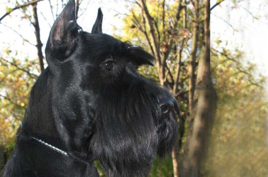 Standard Schnauzer dog