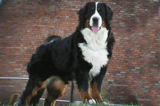 Bernese Mountain Dog dog