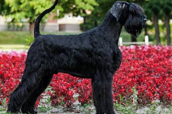 Riesenschnauzer Hund