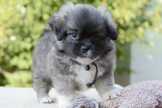 Tibetan Spaniel dog