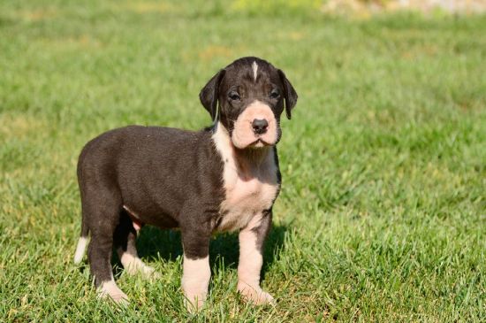 great dane mantle puppy image