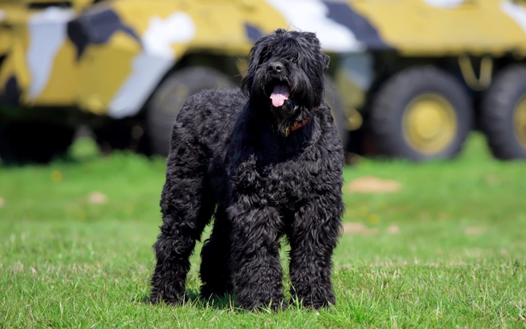 Schwarzer Russischer Terrier Hund