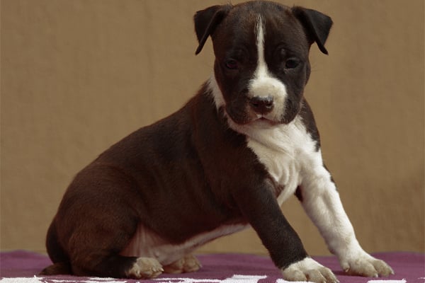 Amerikanischer Staffordshire-Terrier farben