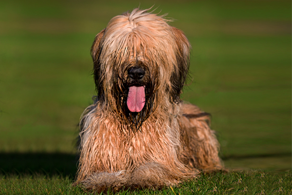 Briard colors