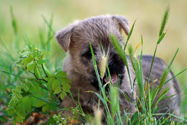 Cairn Terrier colors