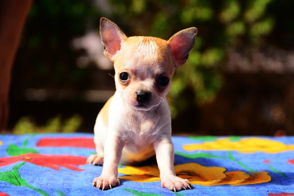Chihuahua colors
