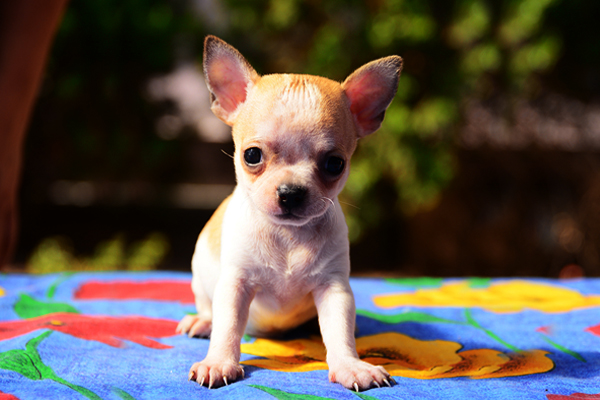 Chihuahua colores