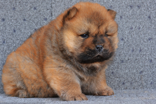 Red Chow Chow Puppy image