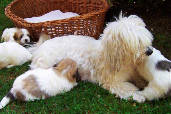 White with markings Coton de Tulear picture