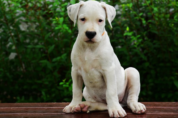 White Dogo Argentino Puppy picture