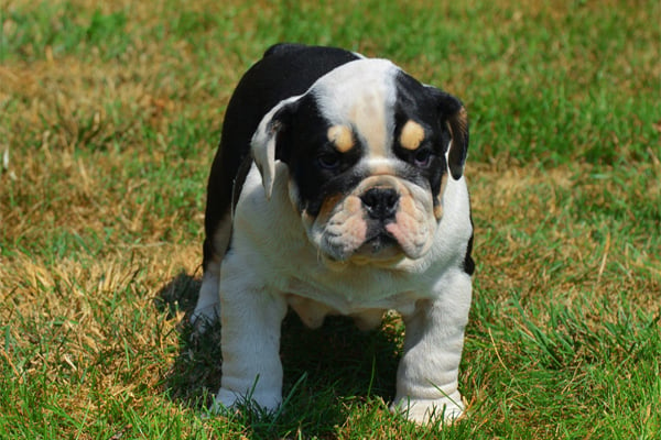 Tricolor English Bulldog Puppy picture