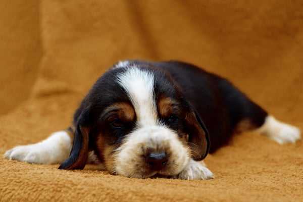 Tricolor Basset Hound Puppy image