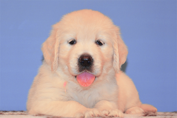 Golden Retriever colores