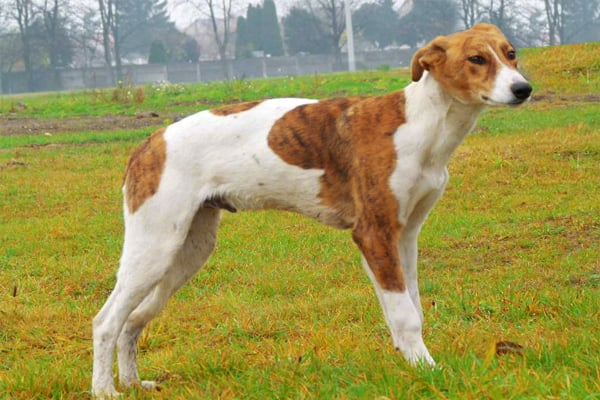 White with markings Hunragian Greyhound picture